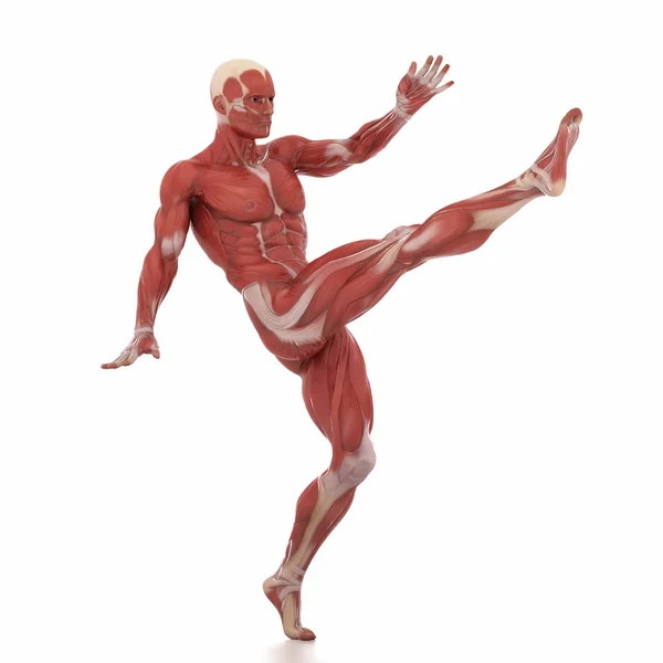 Чоловічі м'язи анатомія карта — стокове фото