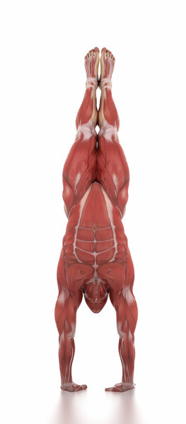 athlete man muscles anatomy