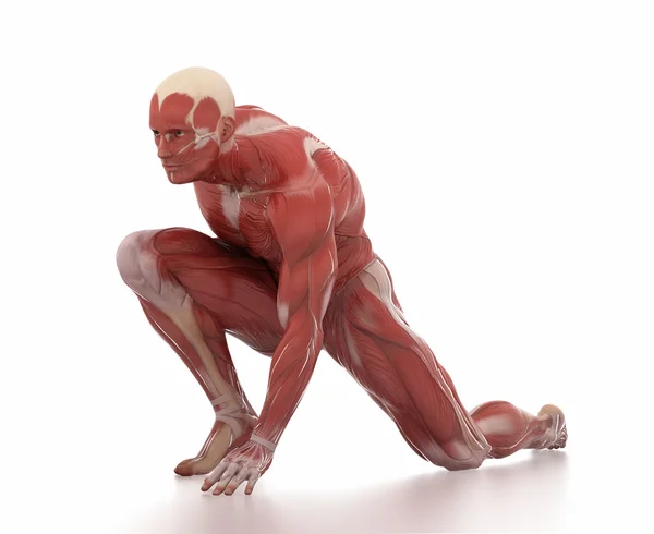 Mapa anatomii mięśni mężczyzna — Zdjęcie stockowe
