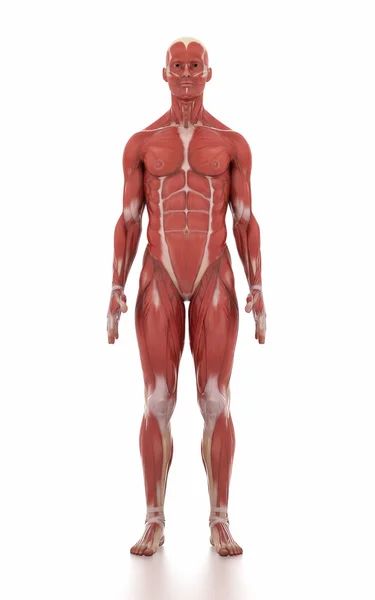 Hombre anatomía músculo mapa — Foto de Stock