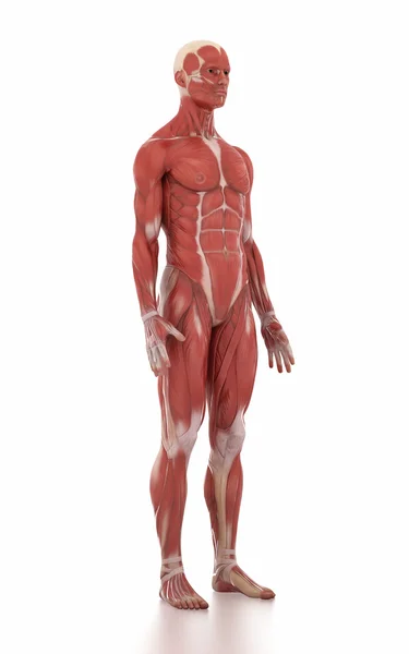 男子解剖肌肉地图 — 图库照片