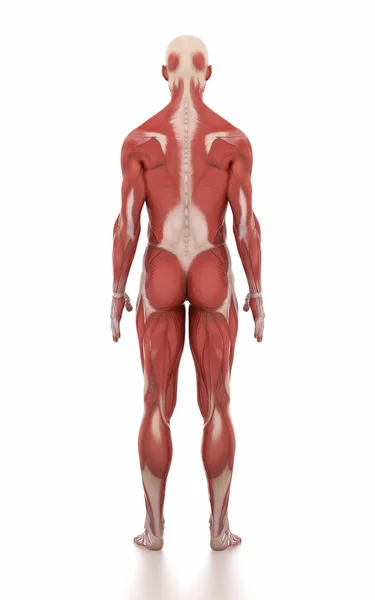 Man anatomie spier kaart — Stockfoto
