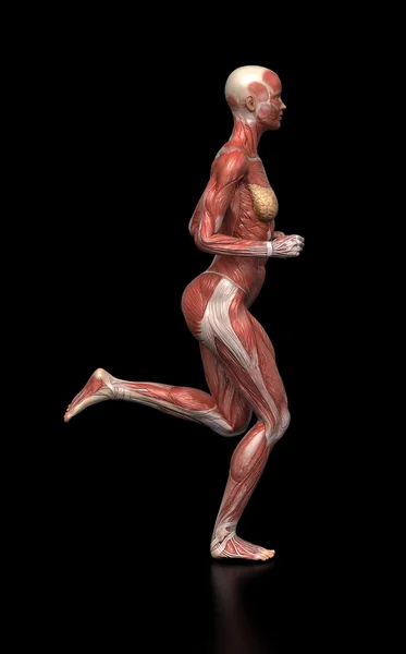 Running vrouw spieren — Stockfoto