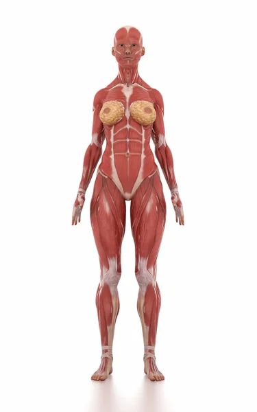 Kvinna anatomi muskel karta — Stockfoto