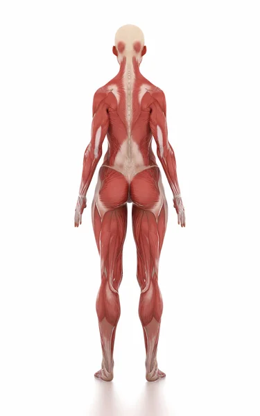 Donna anatomia mappa muscolare — Foto Stock