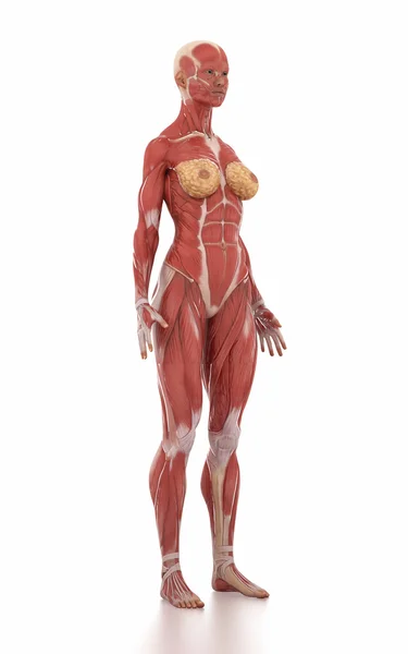 Frau Anatomie Muskelkarte — Stockfoto