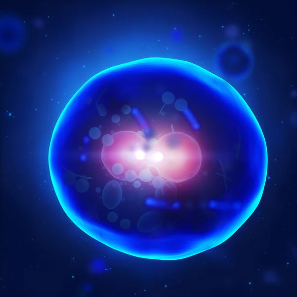 Ludzkich komórek jądra duplikowania — Zdjęcie stockowe