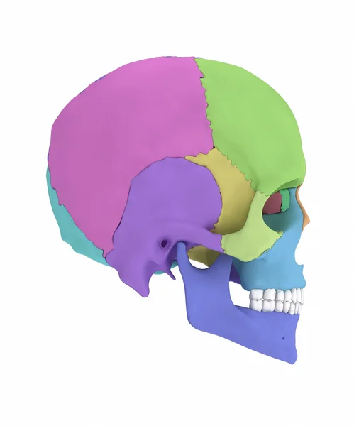 Anatomia dos ossos do crânio humano — Fotografia de Stock