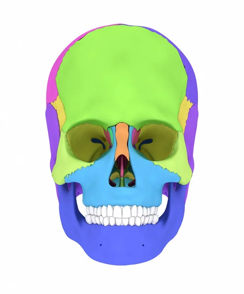 Anatomia dos ossos do crânio humano — Fotografia de Stock