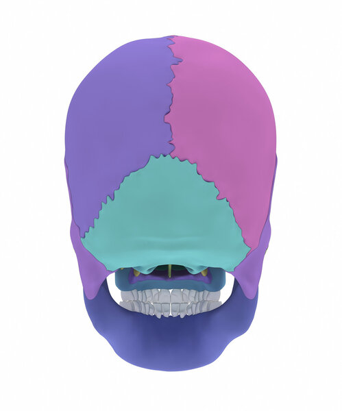 human skull bones anatomy
