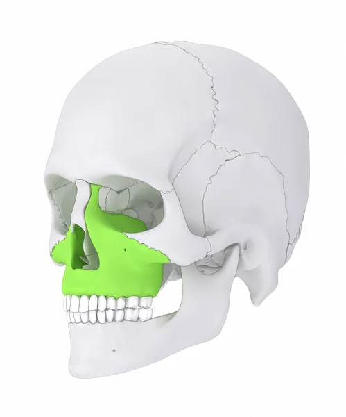 Maxilla hueso del cráneo humano — Foto de Stock