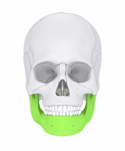 Mndible, mandibula kaak-bot — Stockfoto