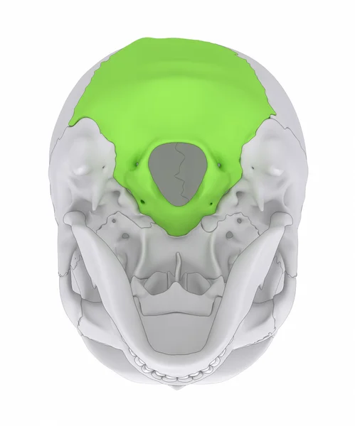 Emberi koponya ossis occipitalis — Stock Fotó