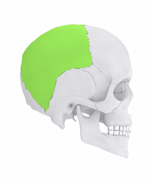 人类的头颅骨顶骨 — 图库照片