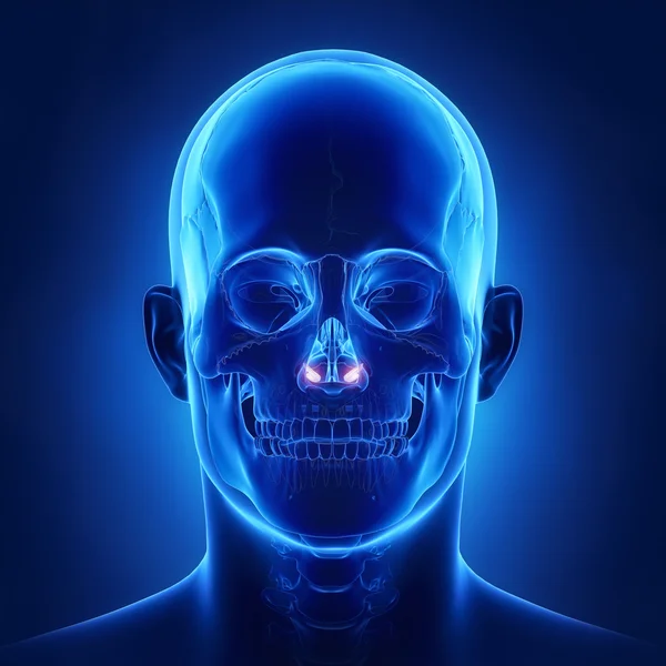 人間の頭蓋骨の下鼻コンチャ — ストック写真