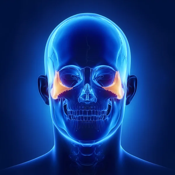 Cranio Anatomia ossea zigomatica — Foto Stock