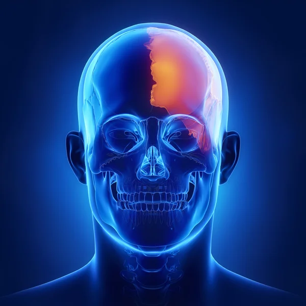Menselijke schedel links pariëtale bot — Stockfoto