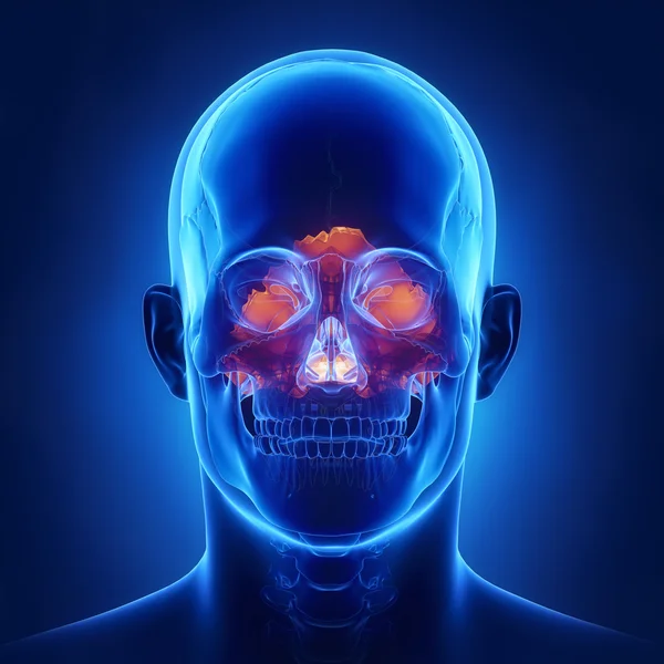 Human skull occipital bone — Stock Photo, Image