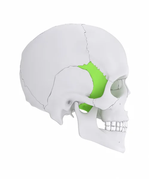 Sphenoid lební kosti anatomie — Stock fotografie