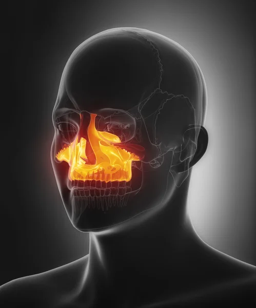 Maxilla hueso del cráneo humano — Foto de Stock