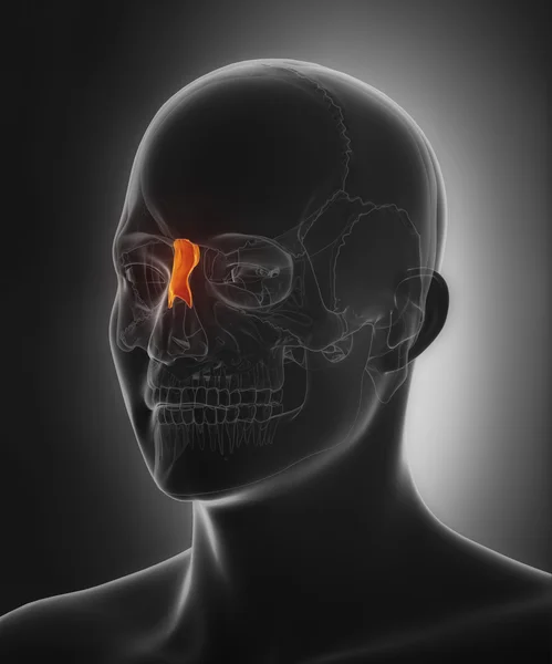 Menselijke schedel neusbeen — Stockfoto