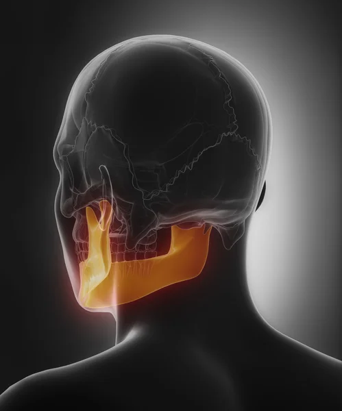 Mndible, mandibula 턱 뼈 — 스톡 사진