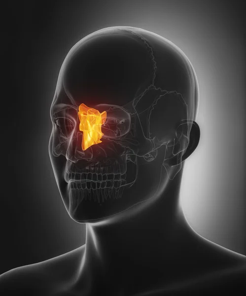 Ethmoid Knochen, Schädel Anatomie — Stockfoto