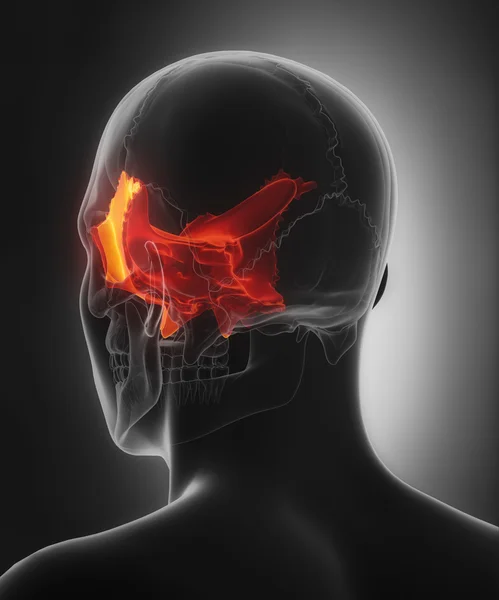 Сфеноидная анатомия черепа — стоковое фото