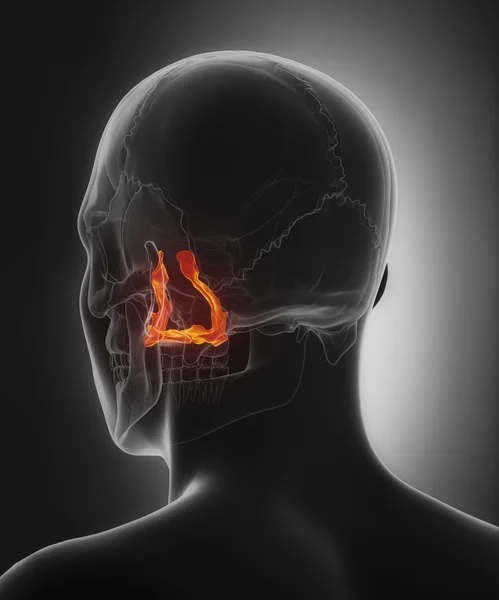 口蓋骨、人間の頭蓋骨 — ストック写真