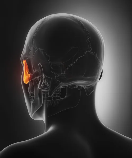 頭骨頬骨骨の解剖学 — ストック写真