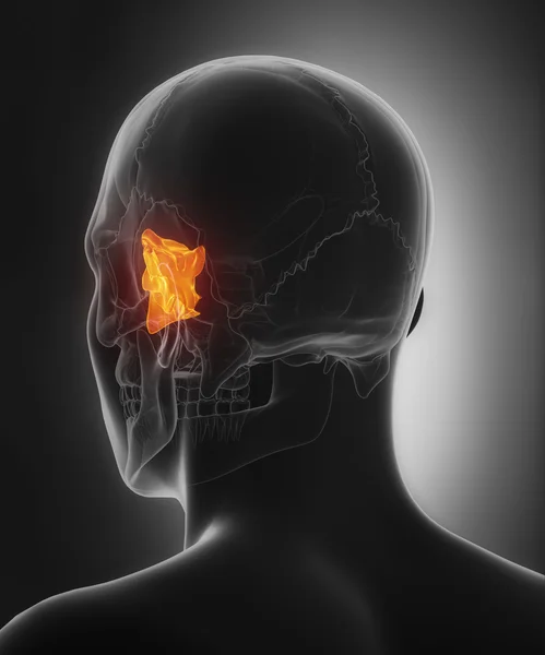 Osso etmoide, anatomia del cranio — Foto Stock