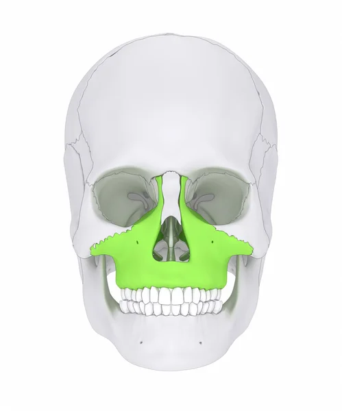 上顎骨人間の頭蓋骨の骨 — ストック写真