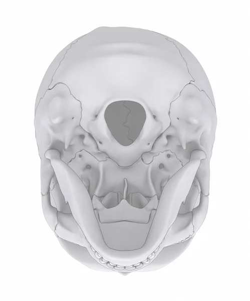 Huesos del cráneo humano anatomía —  Fotos de Stock