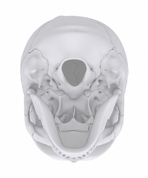 Human skull bones anatomy