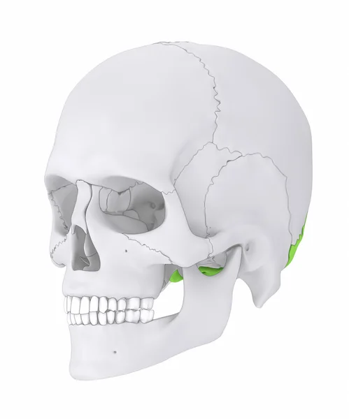 Hueso occipital del cráneo humano — Foto de Stock