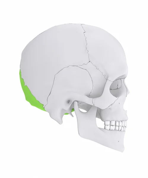 人間の頭蓋骨の後頭骨 — ストック写真
