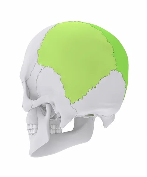 Menselijke schedel pariëtale bot — Stockfoto