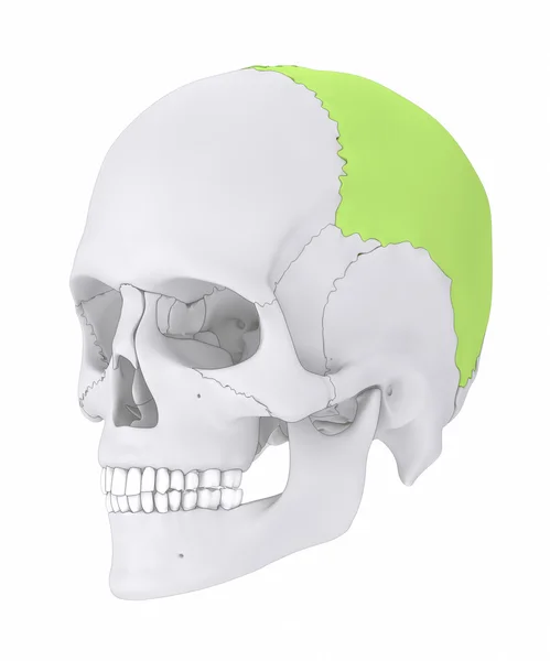 Crânio humano osso parietal — Fotografia de Stock