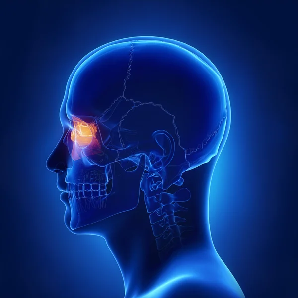 Os ethmoïdes, anatomie du crâne — Photo