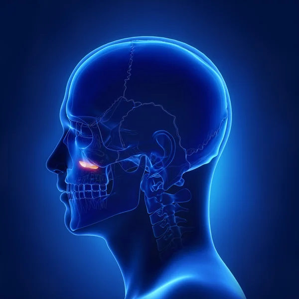 Inferior nasal concha lateral view — Stock Photo, Image