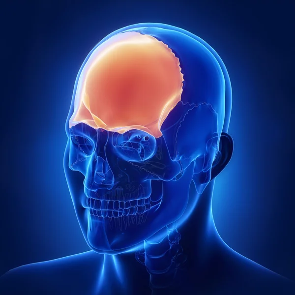 Human skull frontal bone — Stock Photo, Image