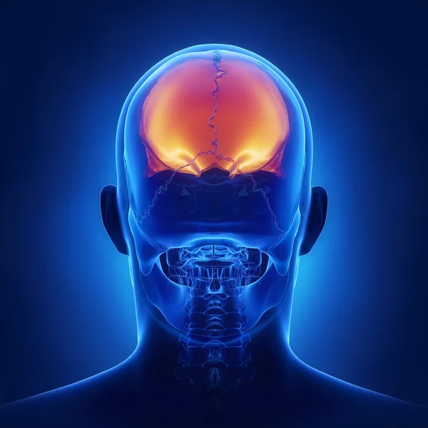 human skull frontal bone