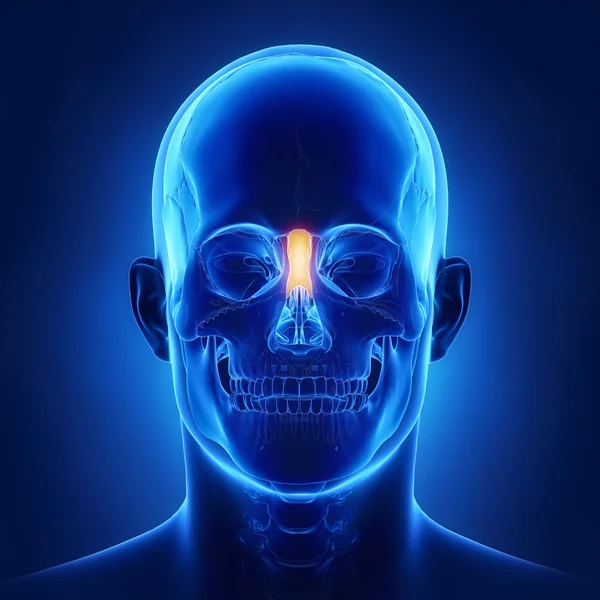 인간의 두개골 코 뼈 — 스톡 사진