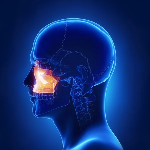 Maxilla hueso del cráneo humano — Foto de Stock