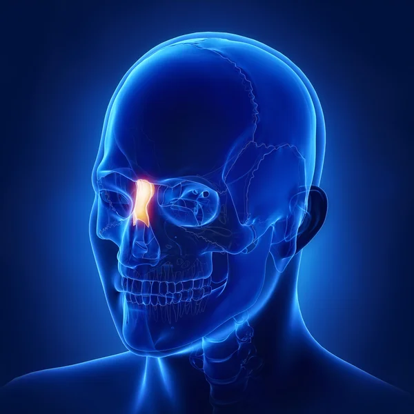 Hueso nasal del cráneo humano — Foto de Stock