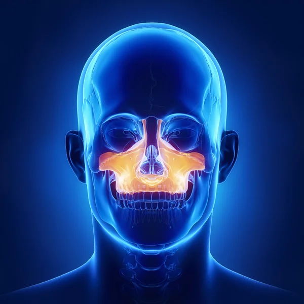 Maxilla hueso del cráneo humano — Foto de Stock