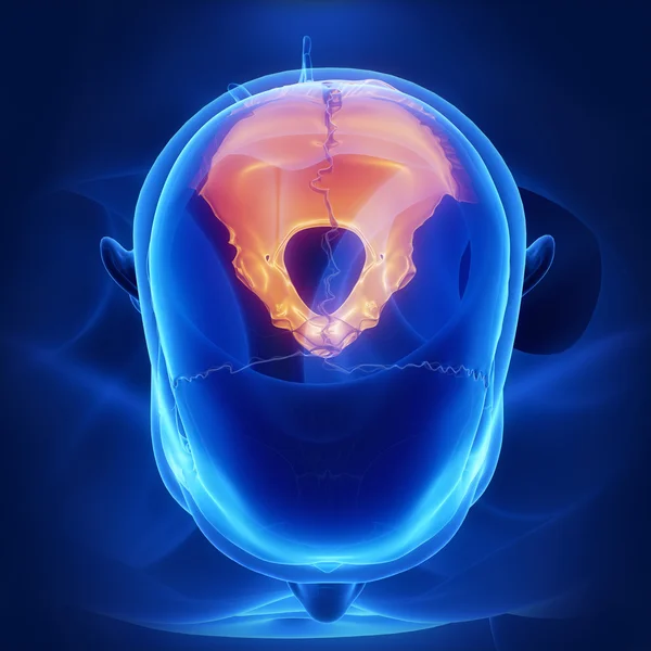 Hueso occipital del cráneo humano —  Fotos de Stock