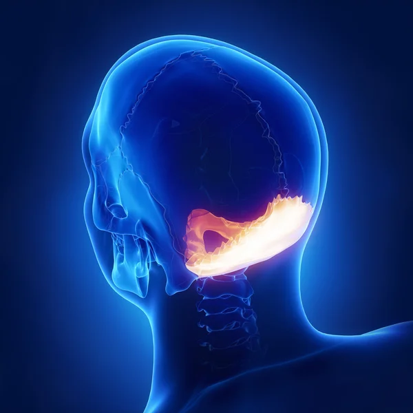 Hueso occipital del cráneo humano — Foto de Stock
