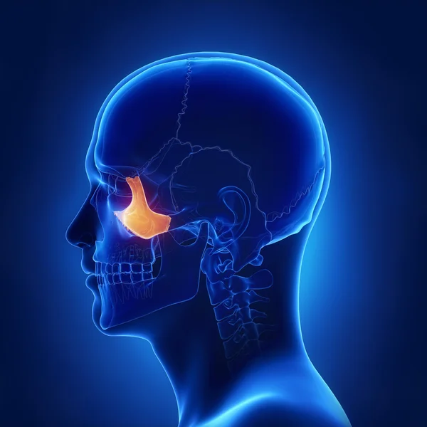 Cráneo Anatomía ósea cigomática — Foto de Stock