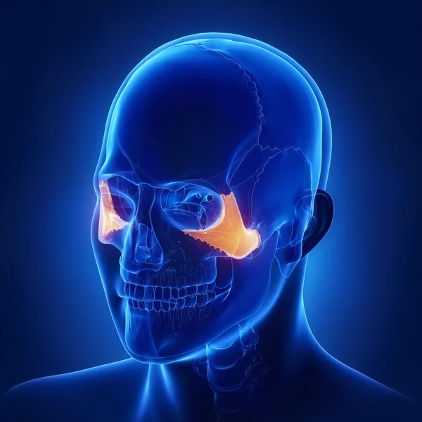 Crâne Anatomie osseuse zygomatique — Photo